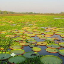 Crocodiles and more - Pantanal